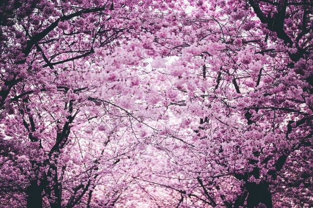 cherry blossoms