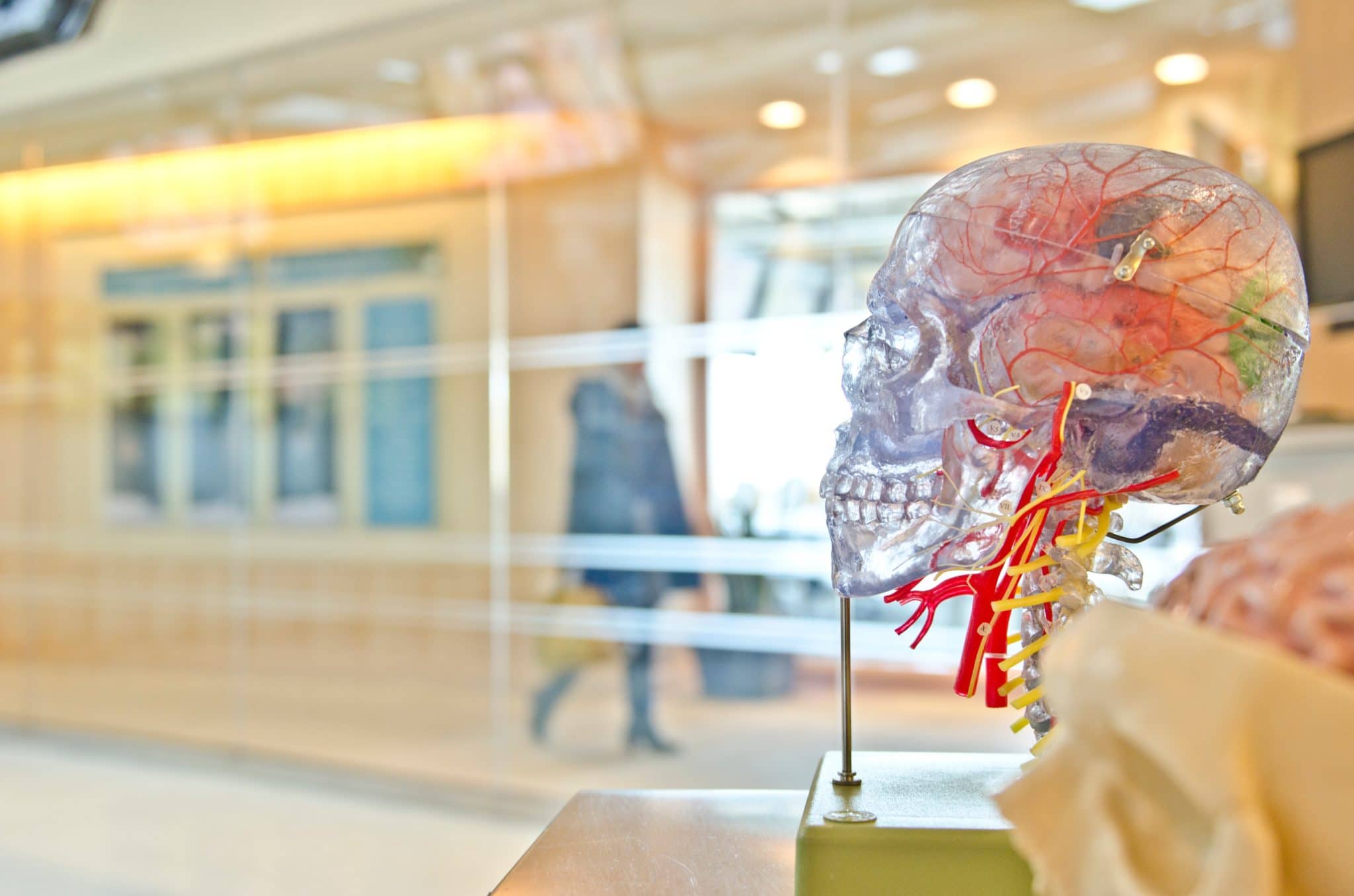 plastic model of a brain