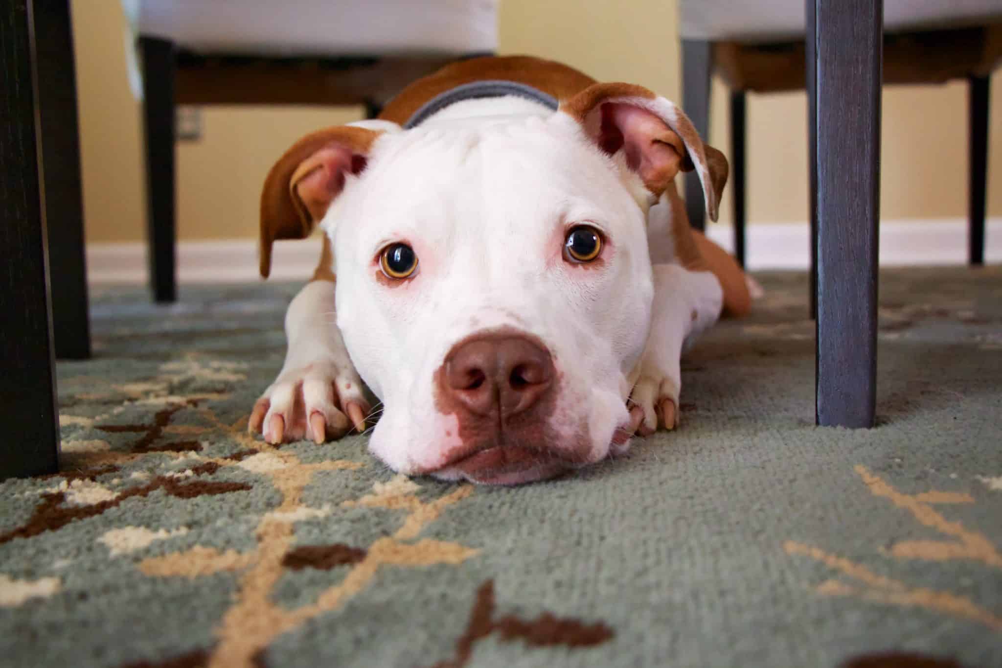 dog laying down looking at camera