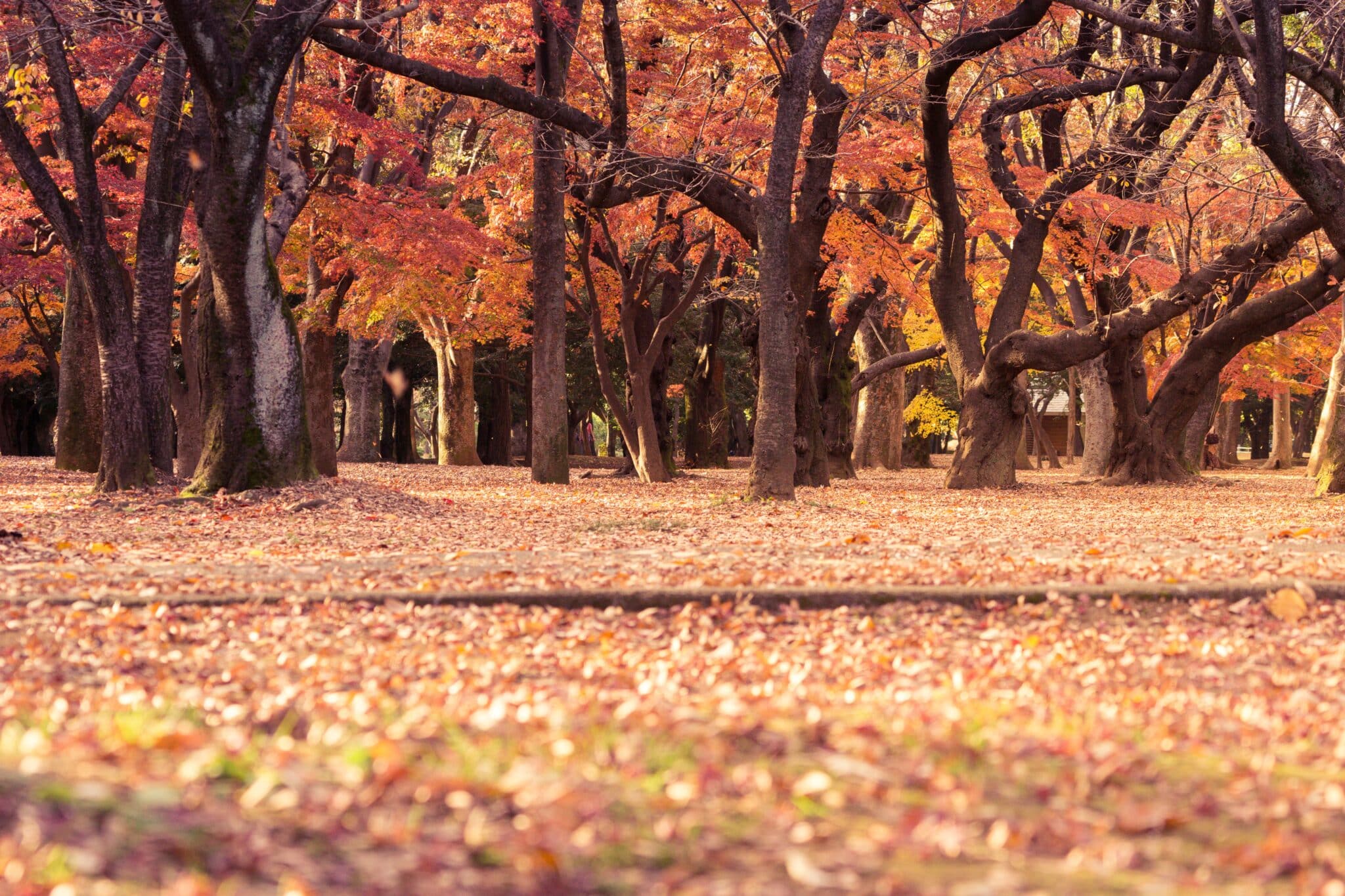 Leaves on the ground in autumn.